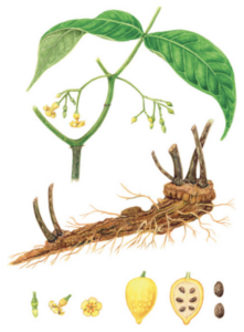 Drawing of green iboga shrub, its light brown root structure, and its yellow fruit cut in half showing brown seeds inside.